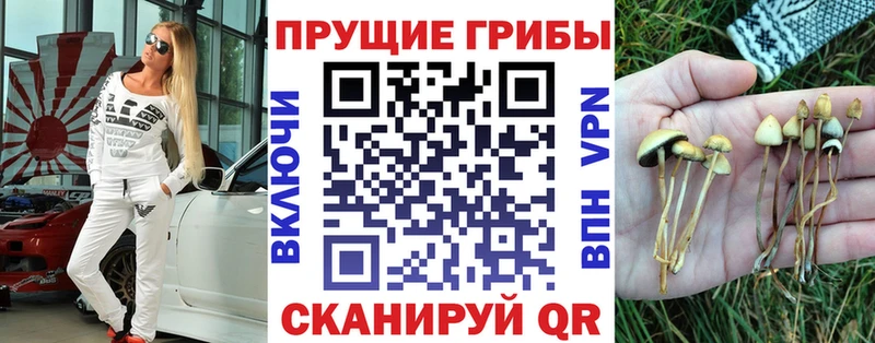 где найти наркотики  Цоци-Юрт  Псилоцибиновые грибы GOLDEN TEACHER 